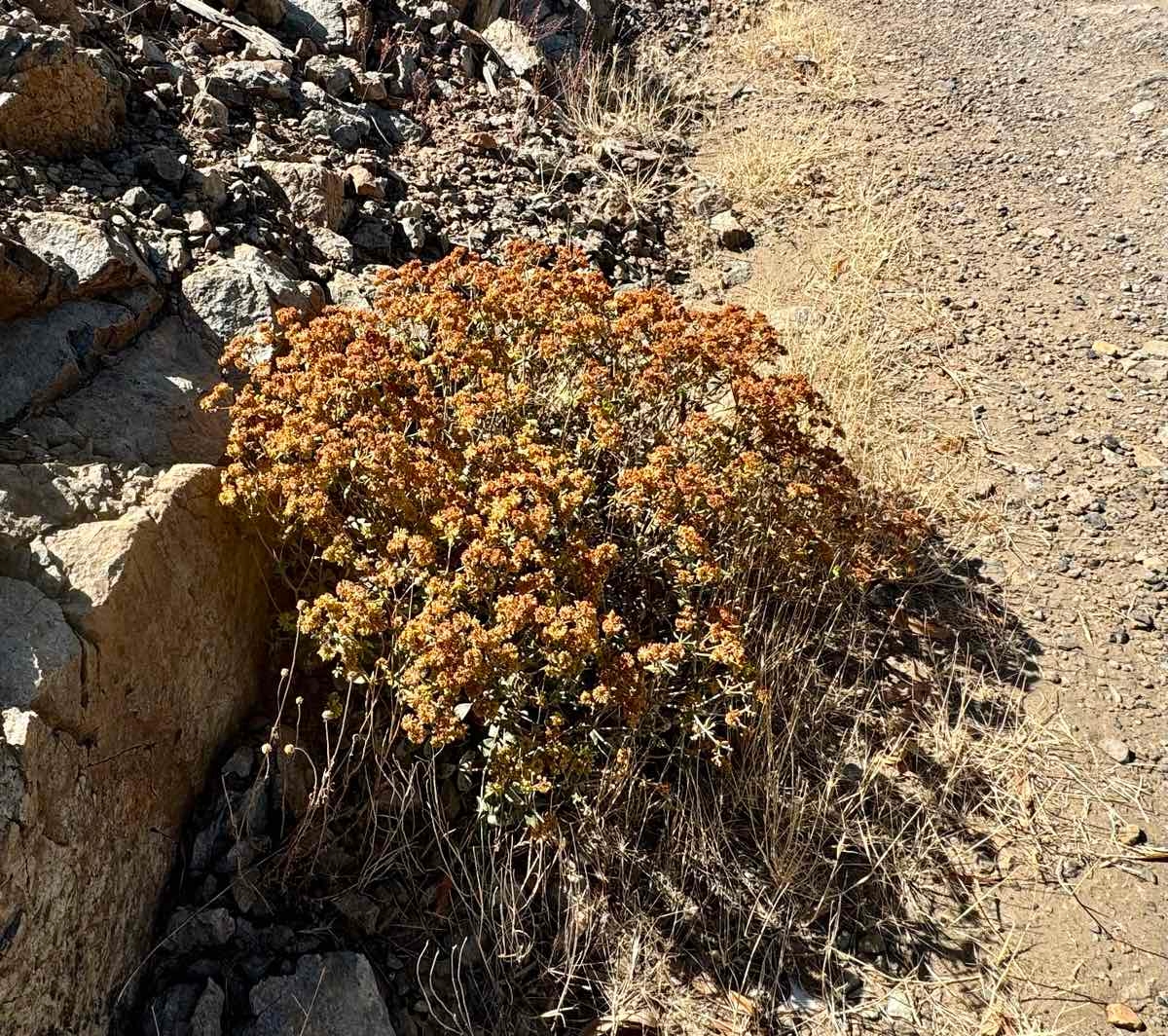 Eriogonum umbellatum var. ahartii