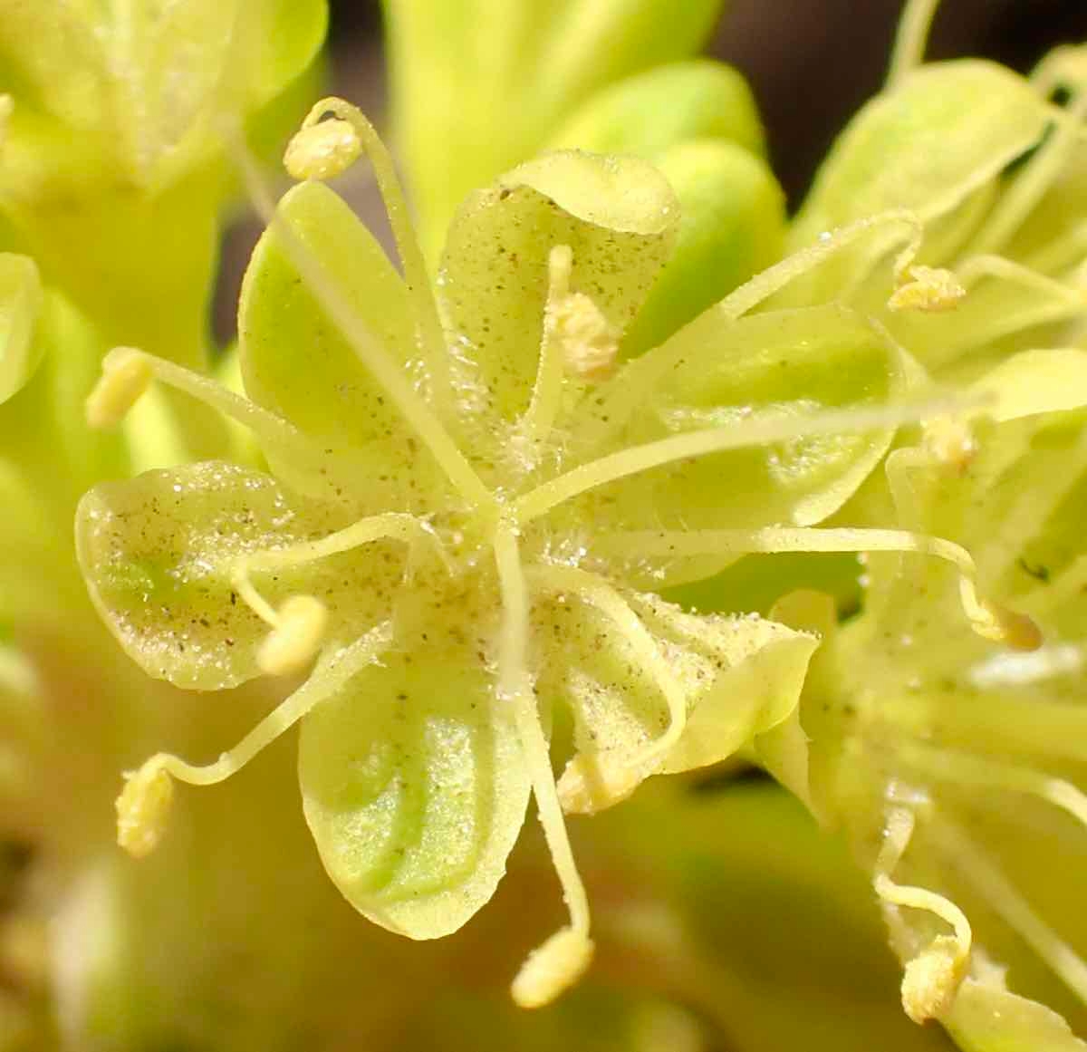 Eriogonum umbellatum var. ahartii