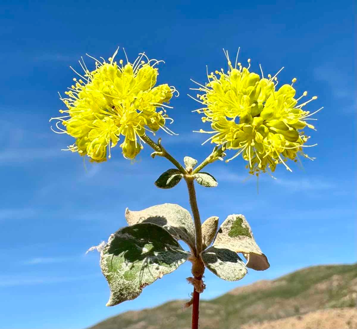 Eriogonum umbellatum var. ahartii