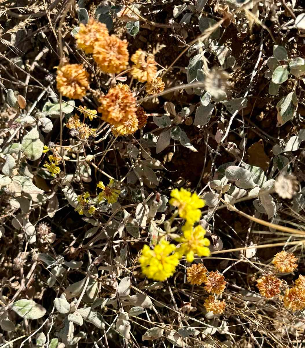 Eriogonum umbellatum var. ahartii