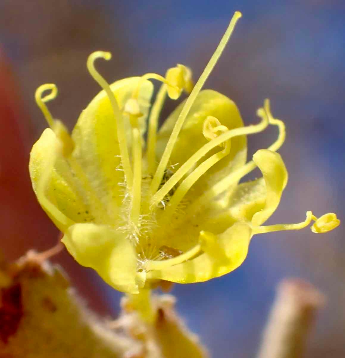 Eriogonum umbellatum var. ahartii