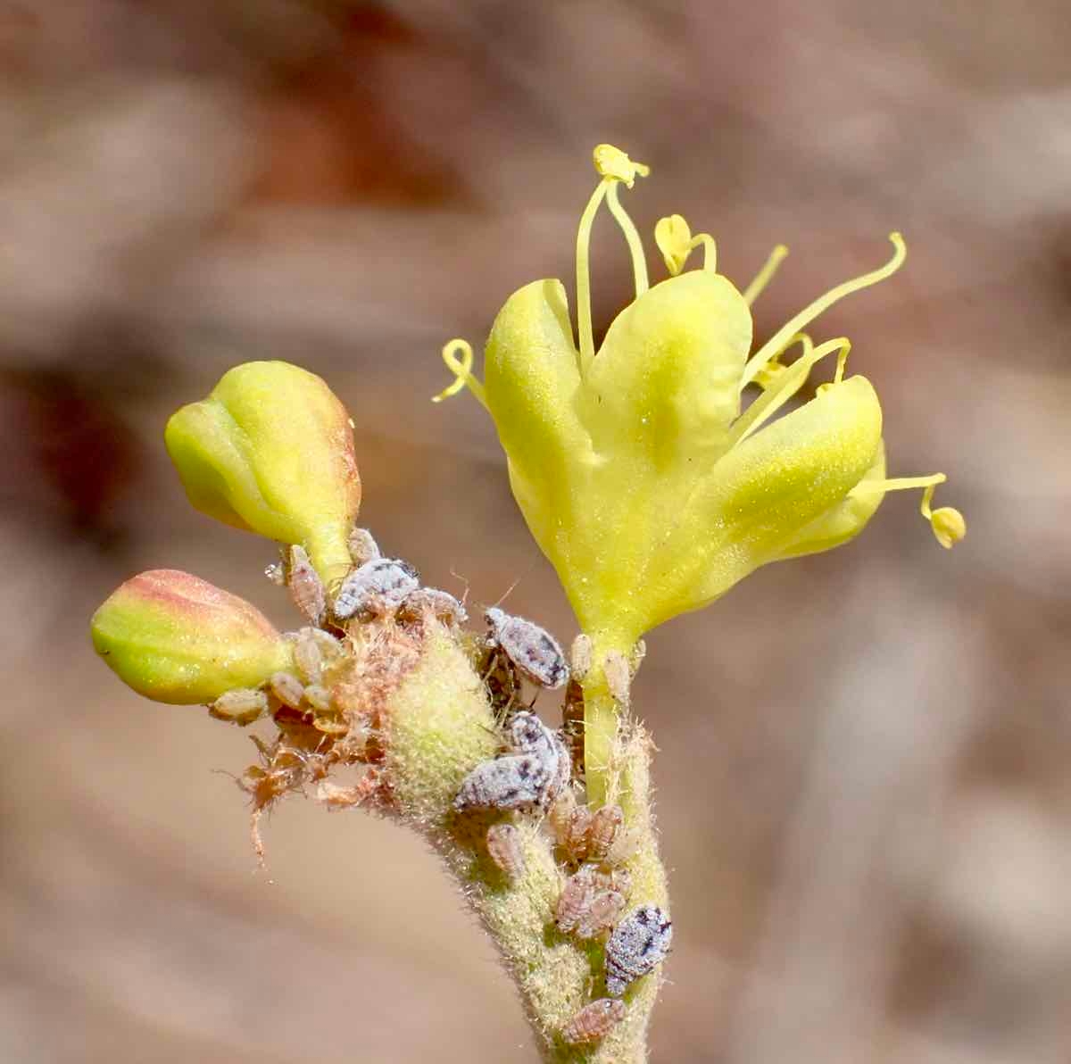 Eriogonum umbellatum var. ahartii