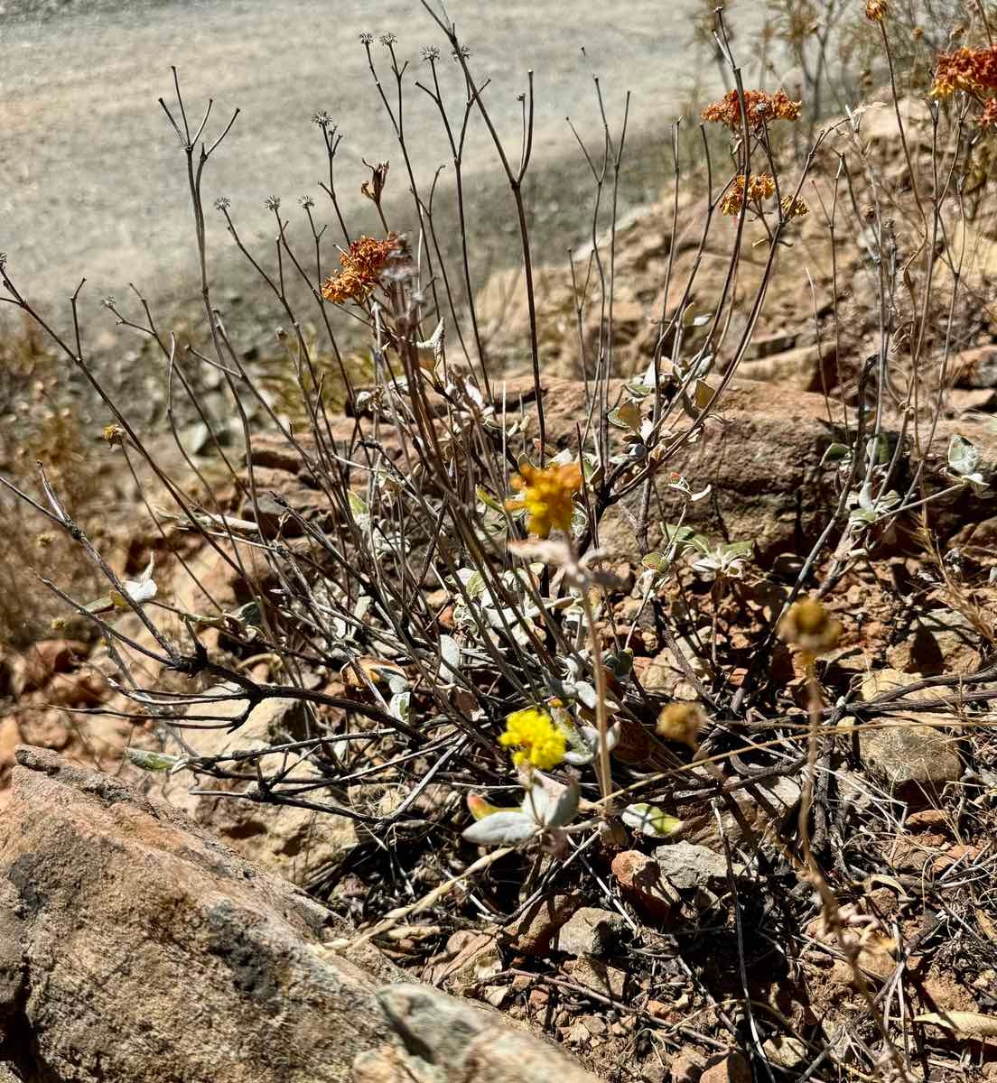 Eriogonum umbellatum var. ahartii