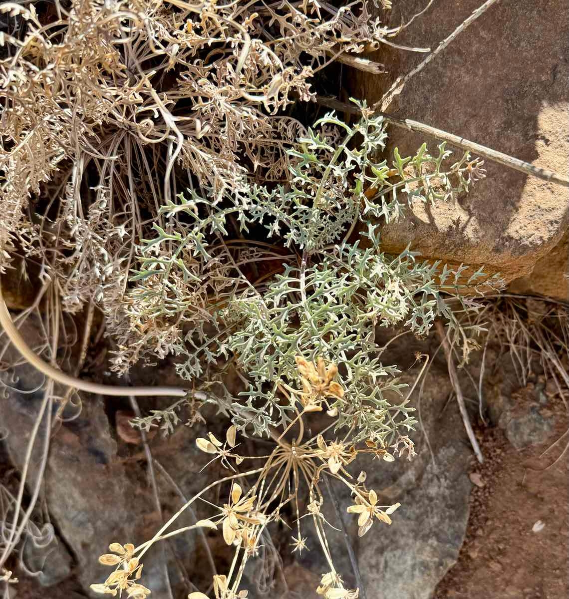 Packera eurycephala var. lewisrosei