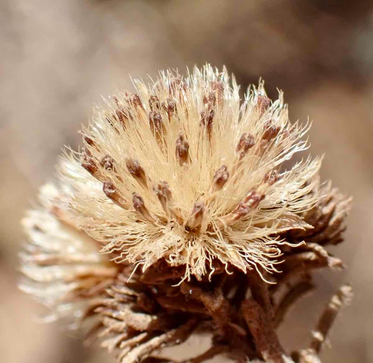 Erigeron petrophilus var. sierrensis