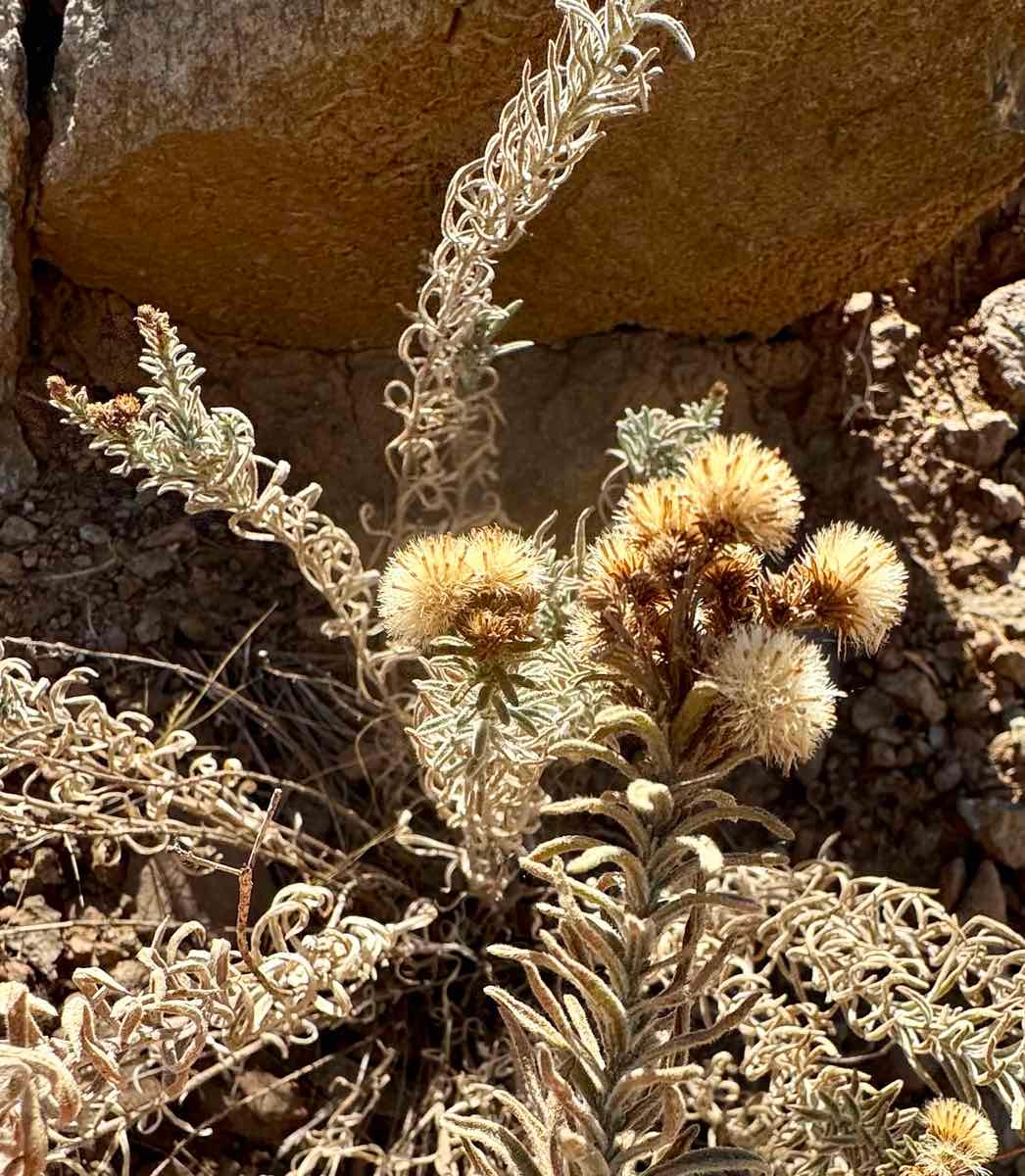 Erigeron petrophilus var. sierrensis