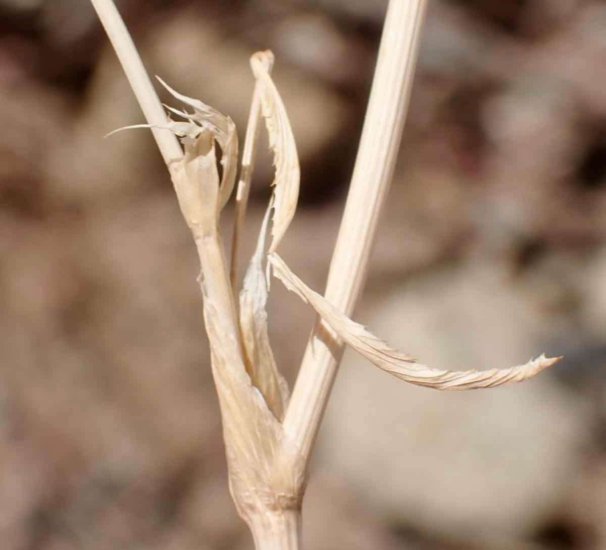 Trifolium willdenovii