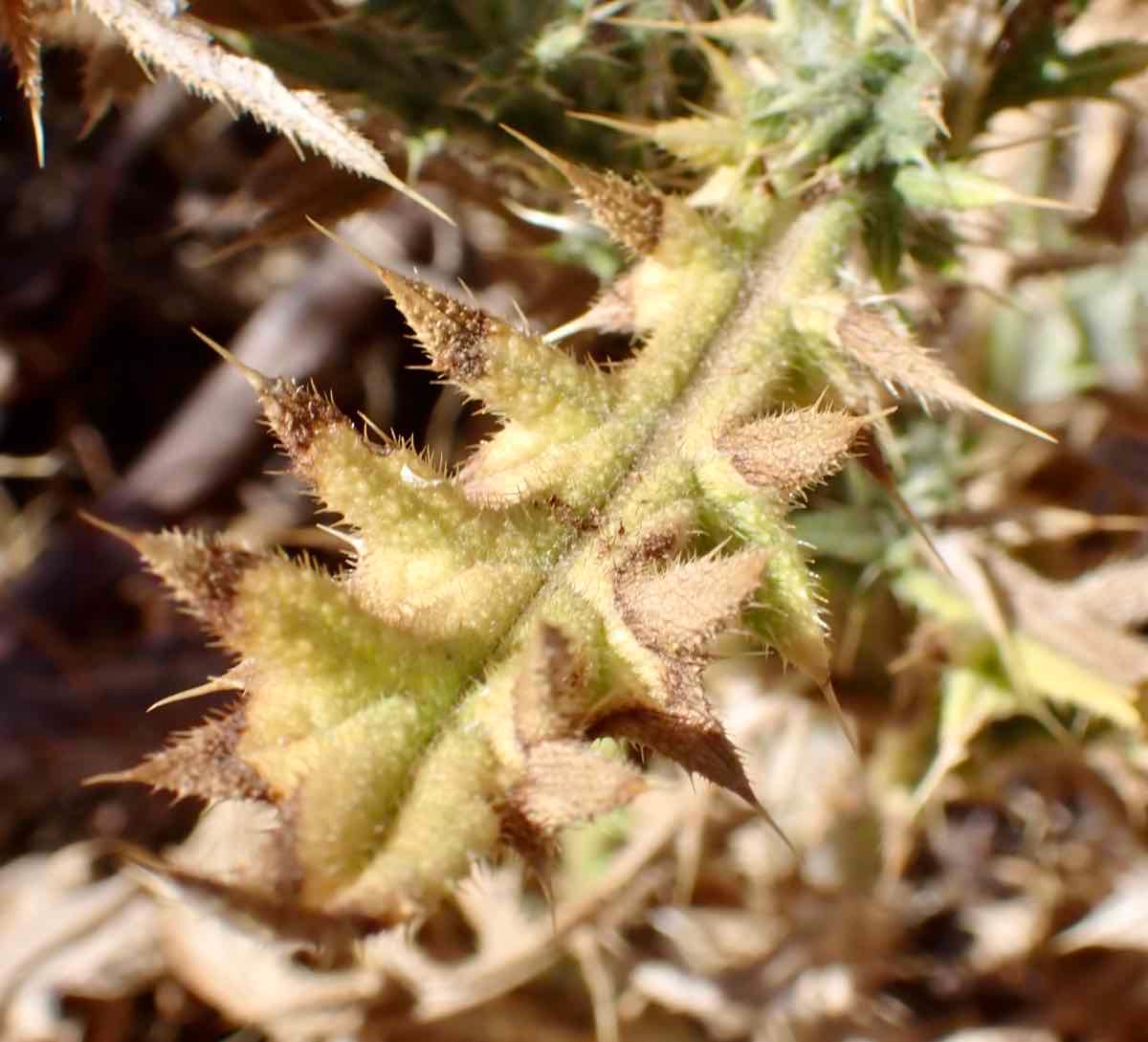 Cirsium vulgare