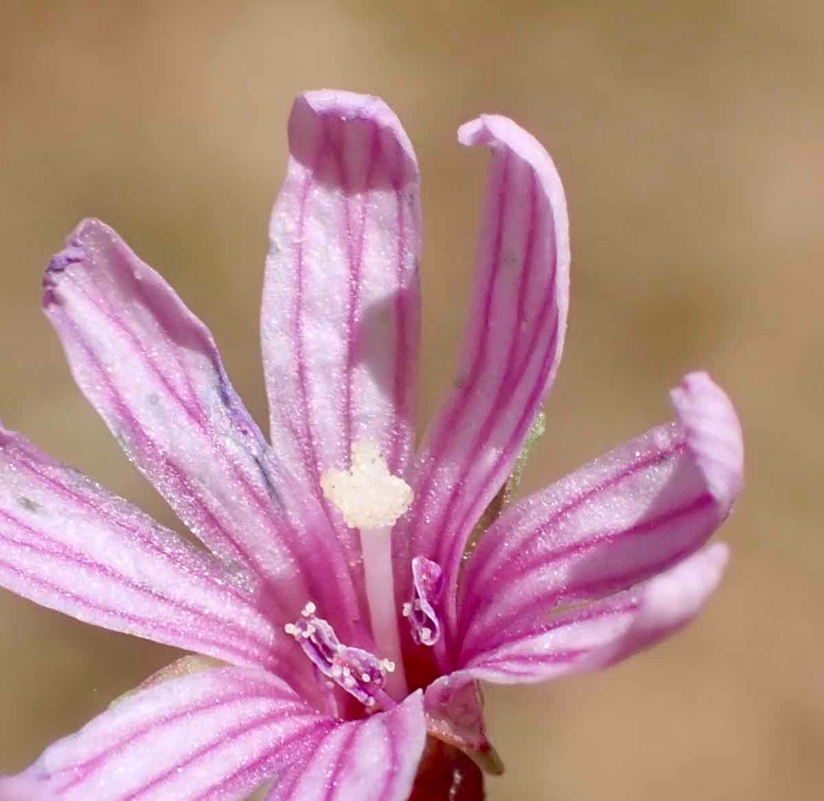 Epilobium ciliatum ssp. ciliatum