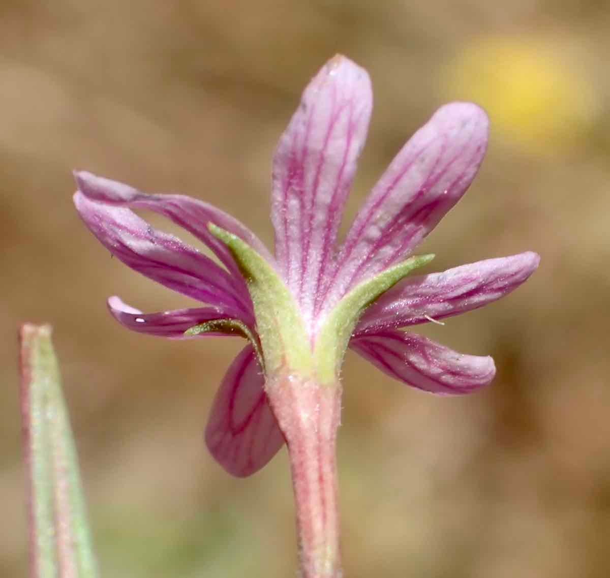 Epilobium ciliatum ssp. ciliatum