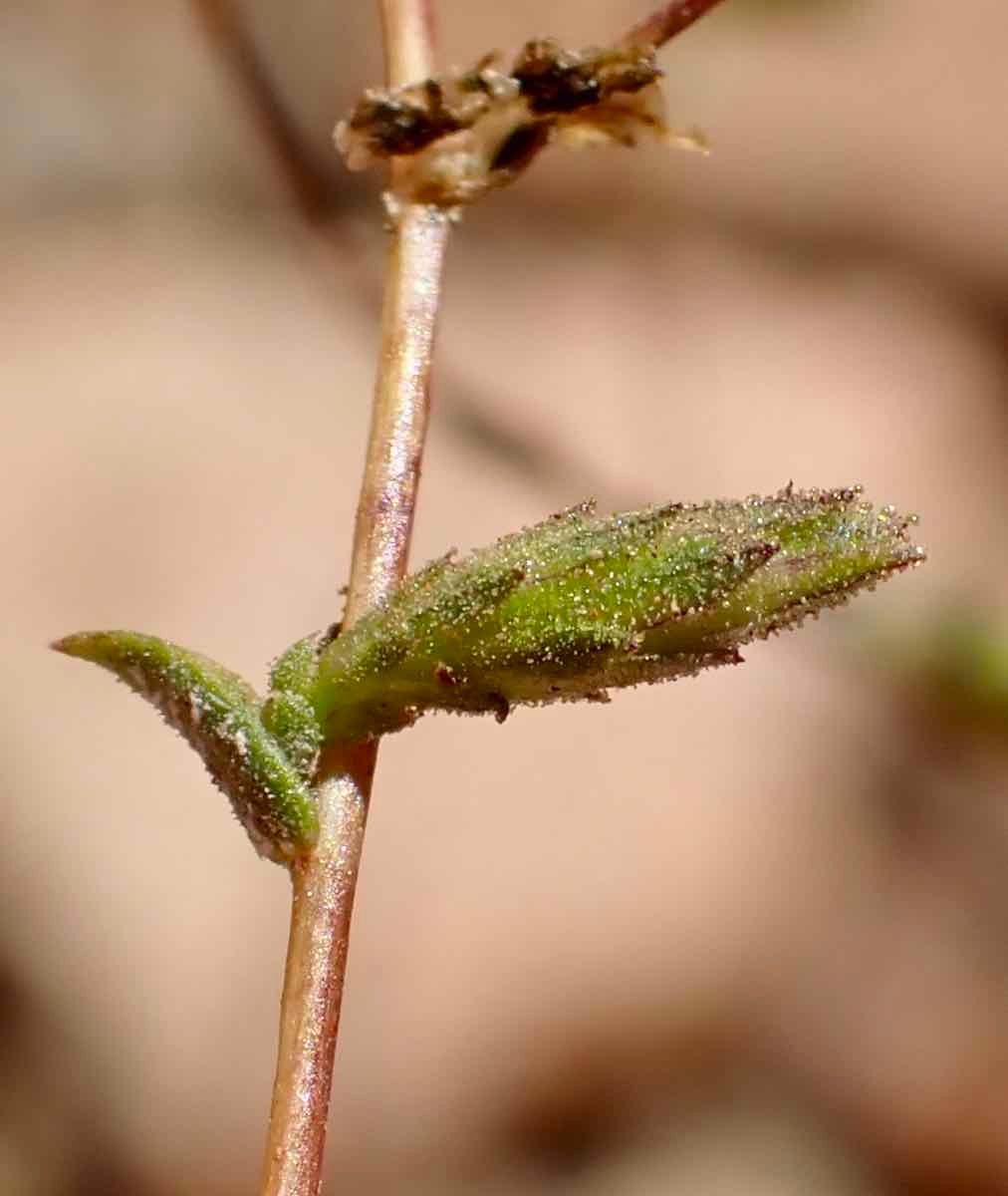 Lessingia nemaclada