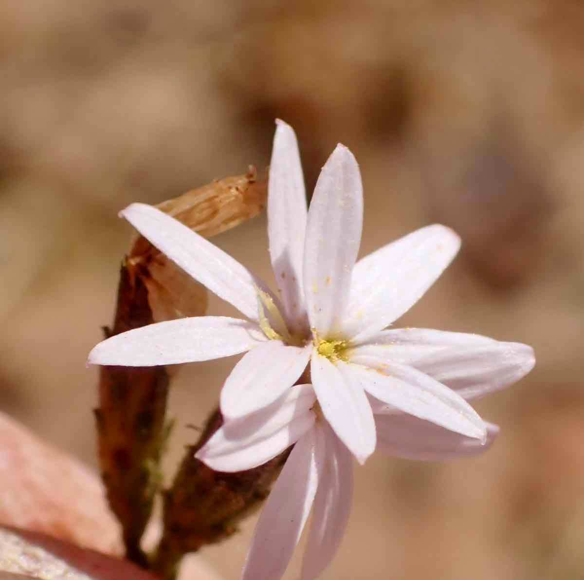 Lessingia nemaclada