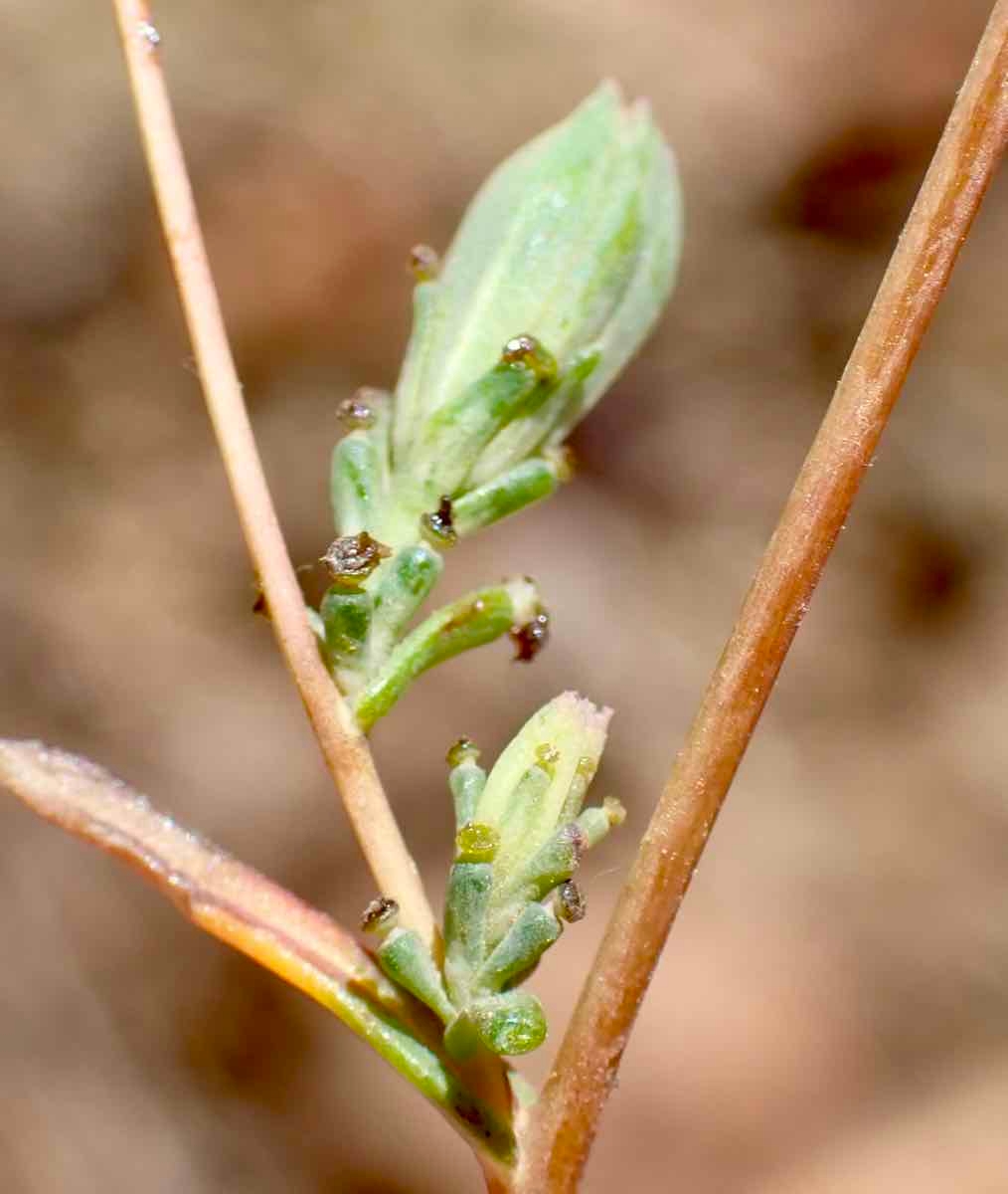 Calycadenia truncata