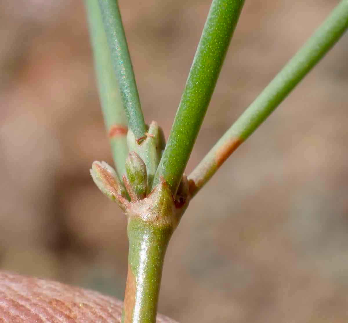 Eriogonum luteolum var. luteolum