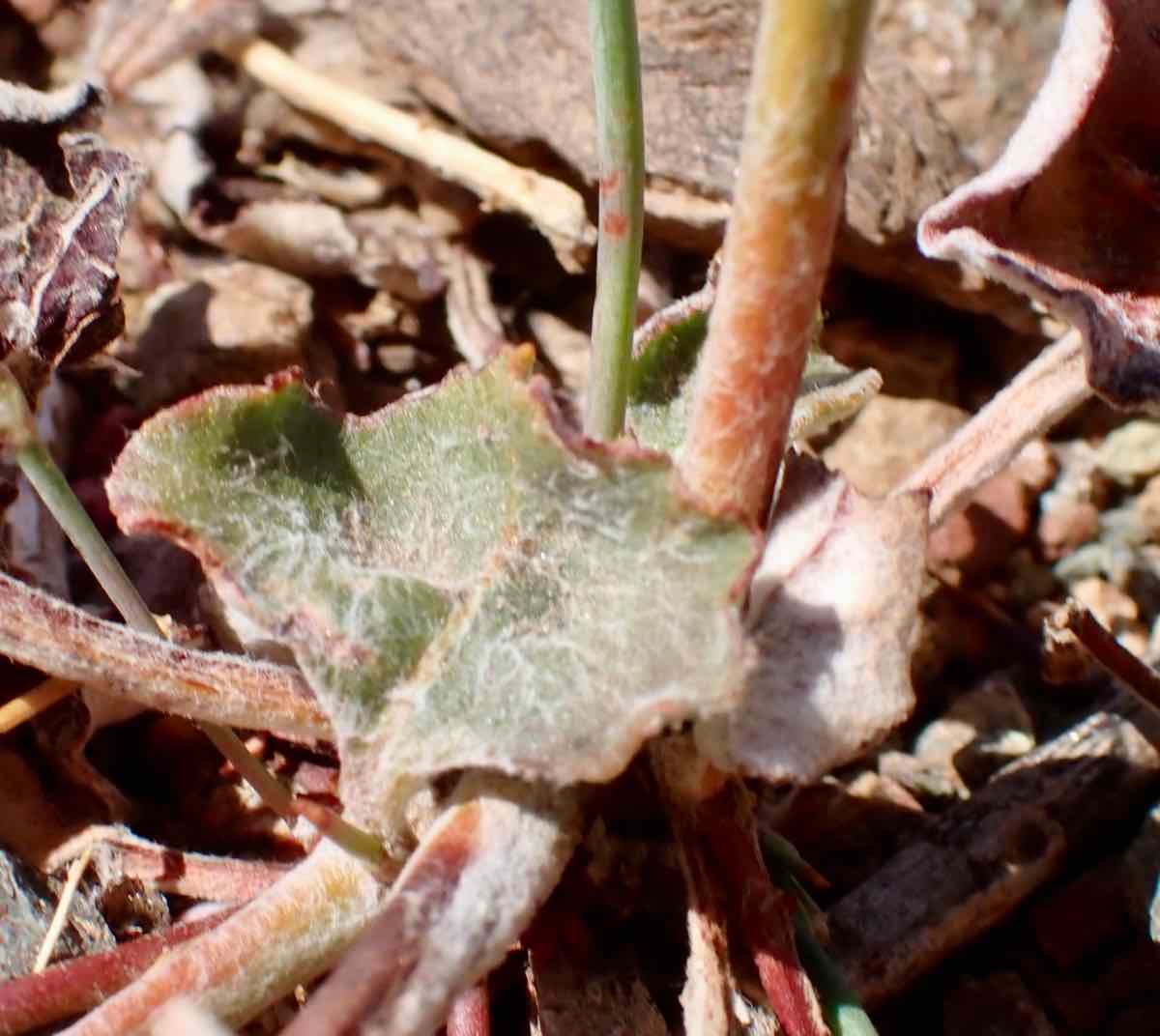 Eriogonum luteolum var. luteolum