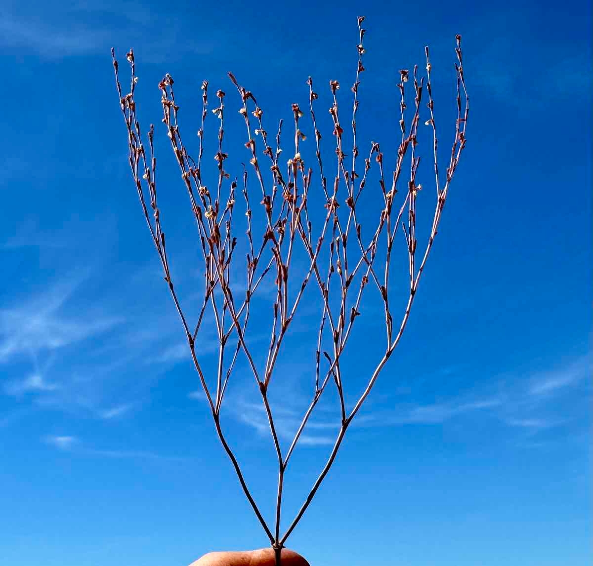 Eriogonum luteolum var. luteolum