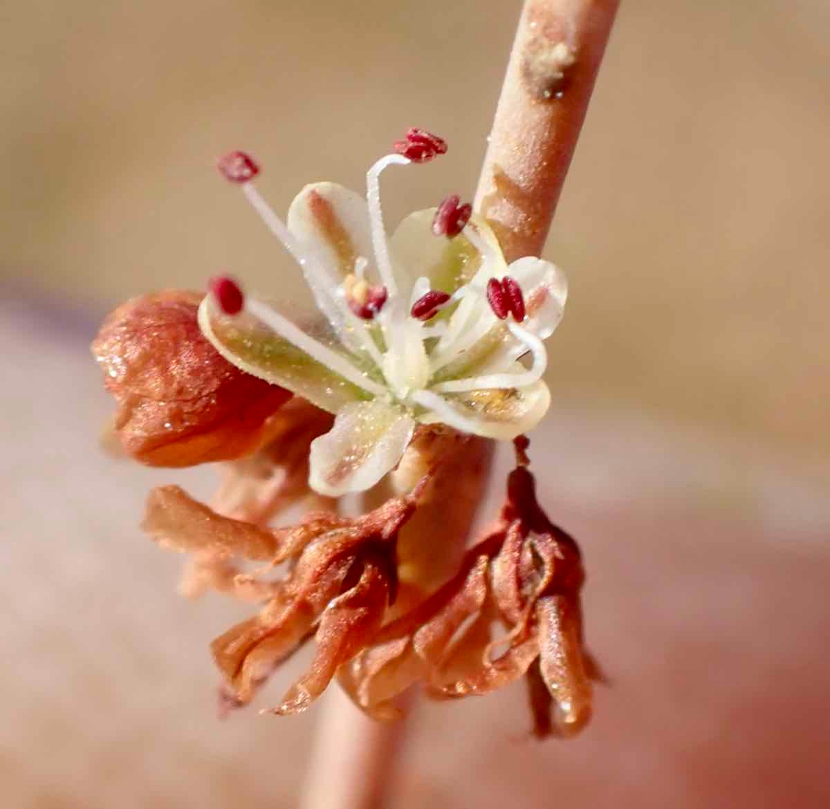 Eriogonum luteolum var. luteolum