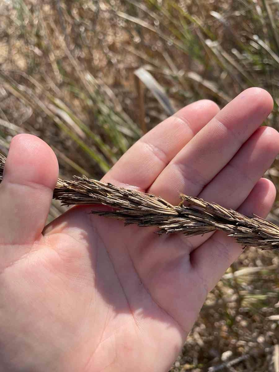 Elymus condensatus