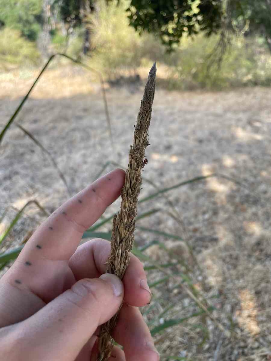 Elymus condensatus