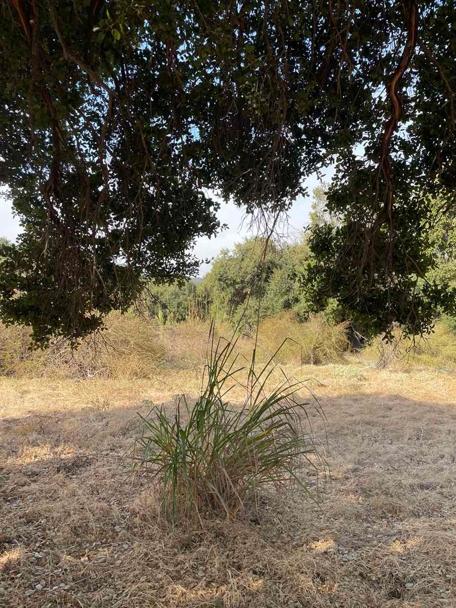 Elymus condensatus