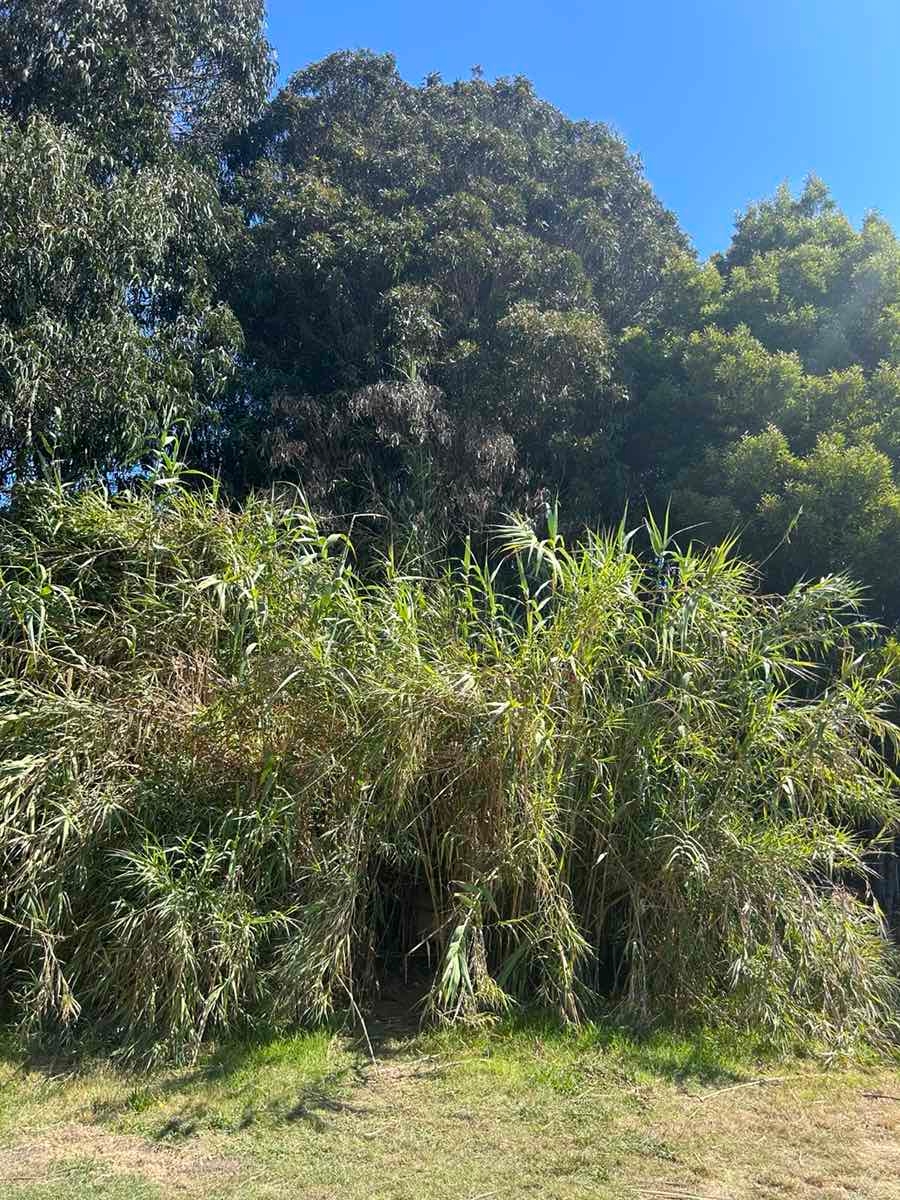 Arundo donax