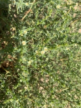 Salsola australis