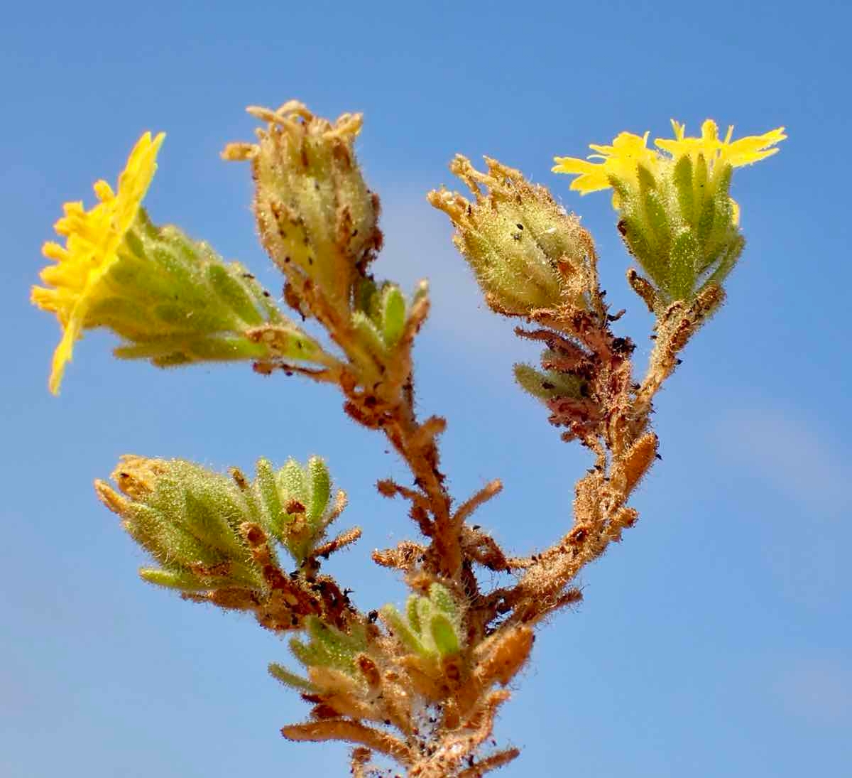 Deinandra bacigalupii