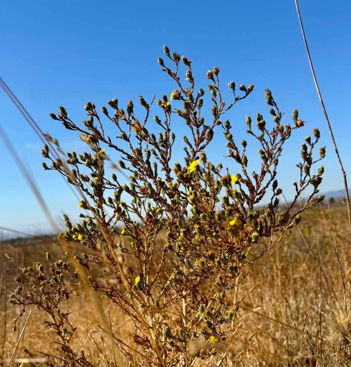 Deinandra bacigalupii