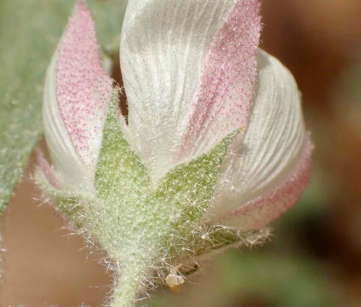 Malvella leprosa