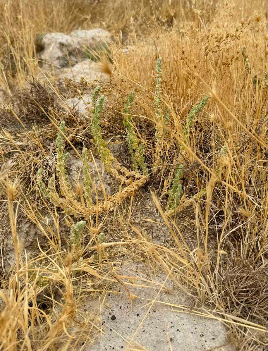 Atriplex coronata var. coronata