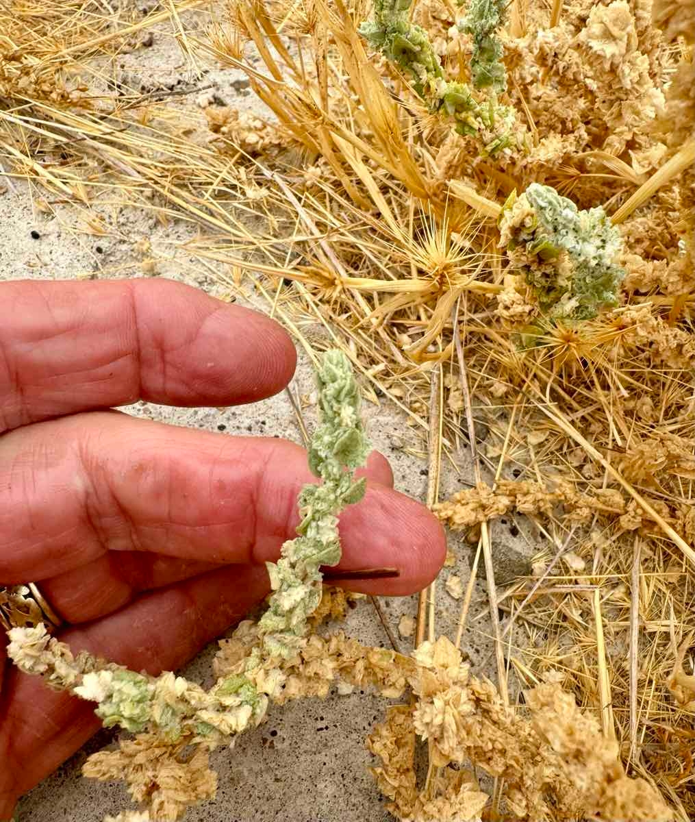 Atriplex coronata var. coronata