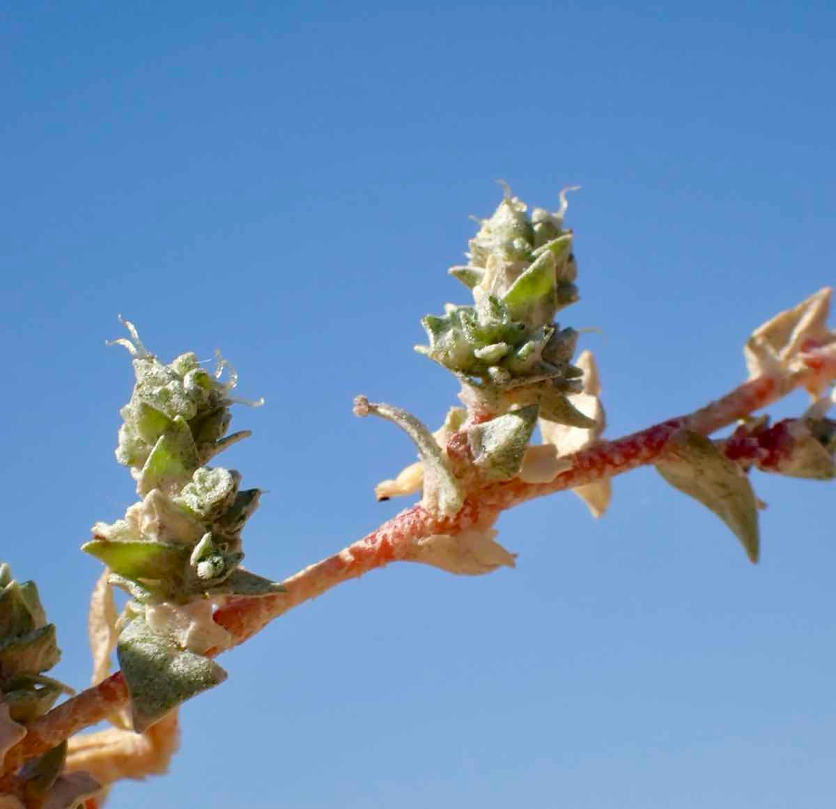 Atriplex minuscula