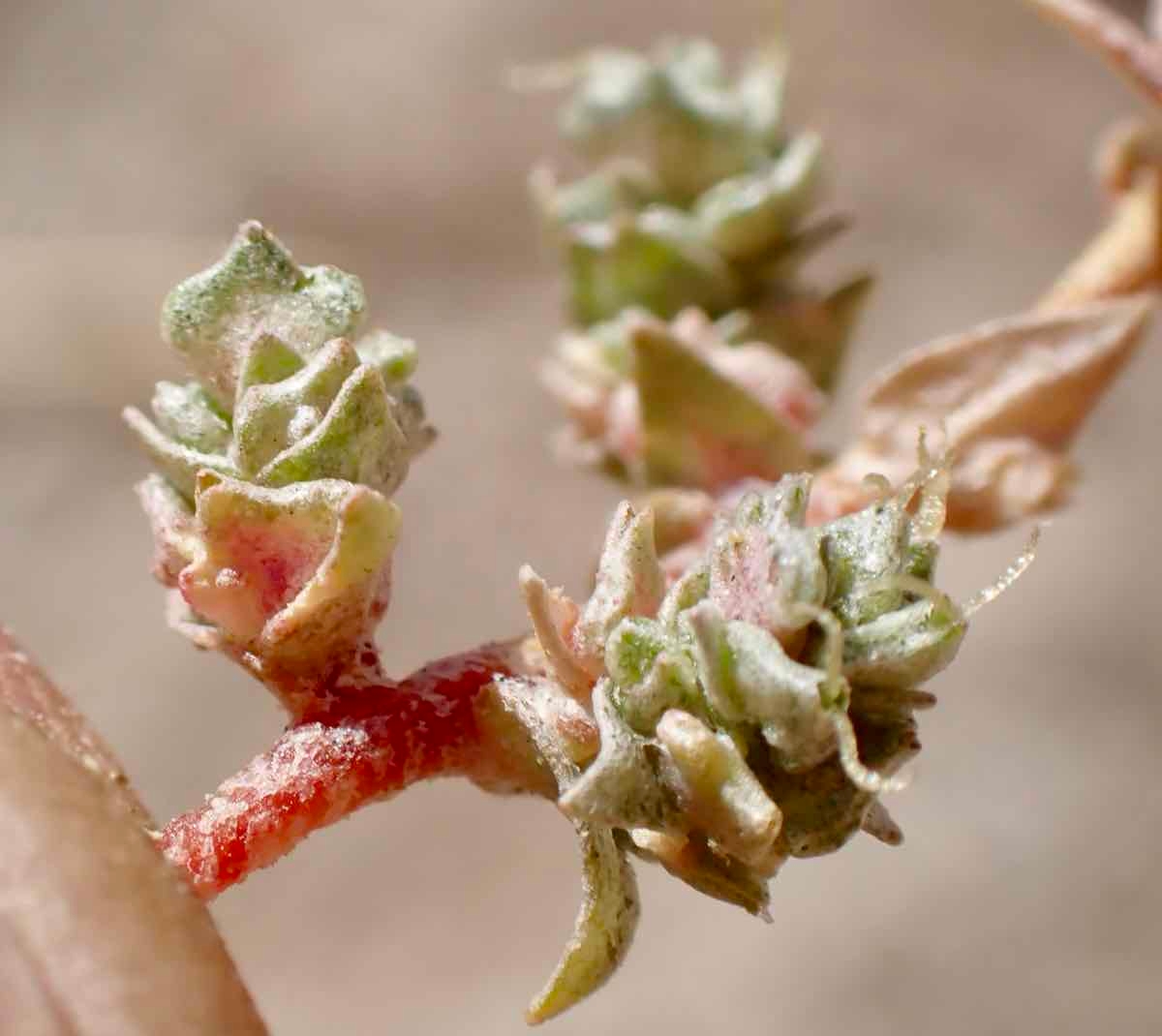 Atriplex minuscula