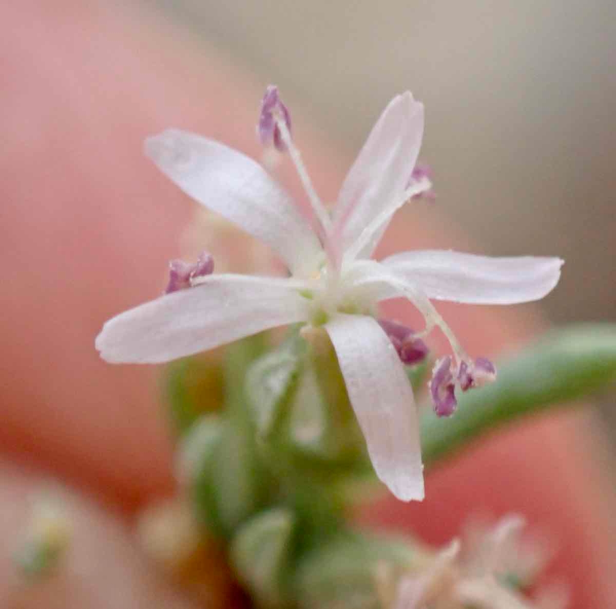 Frankenia salina