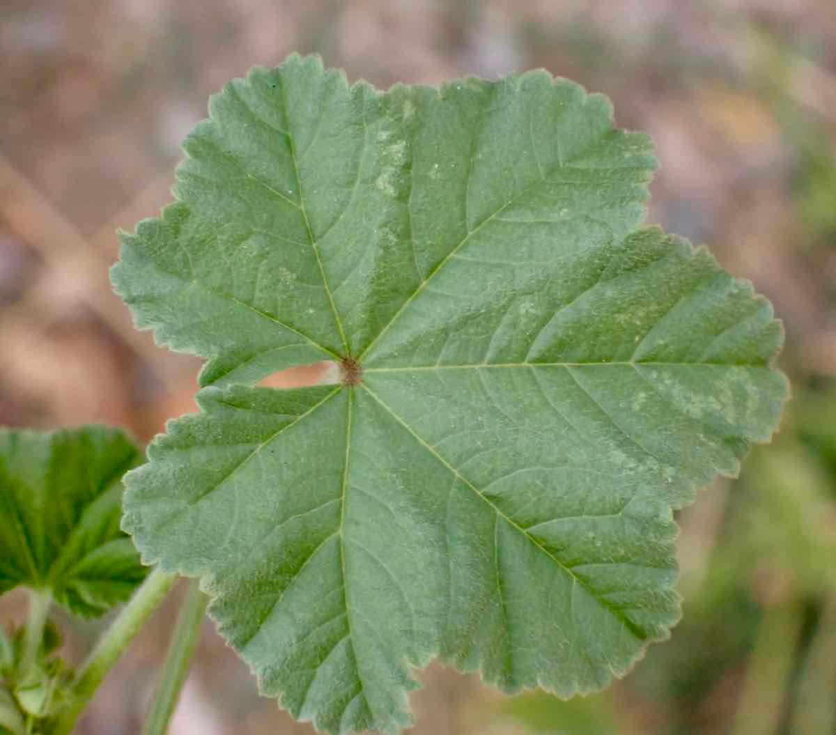 Abutilon theophrasti