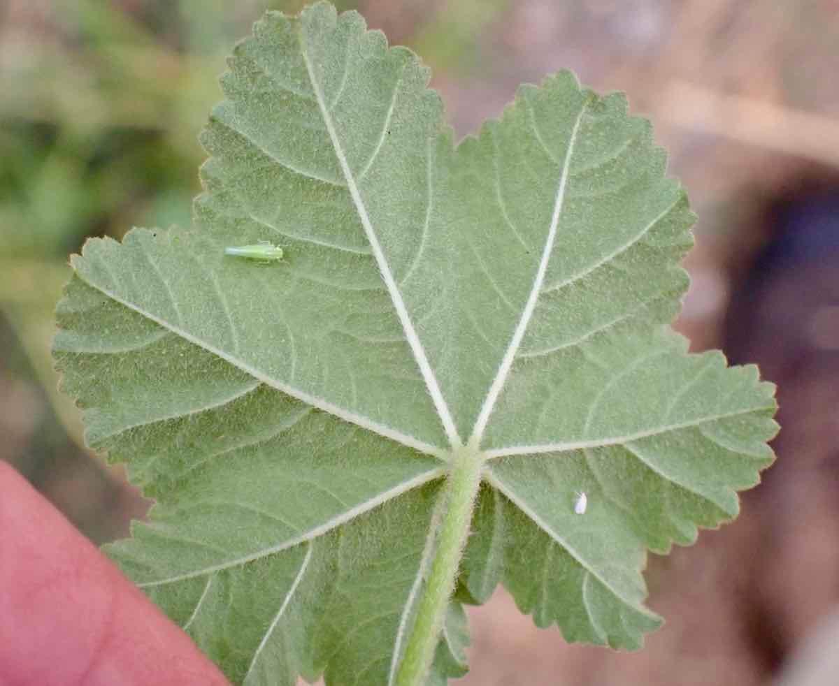 Abutilon theophrasti