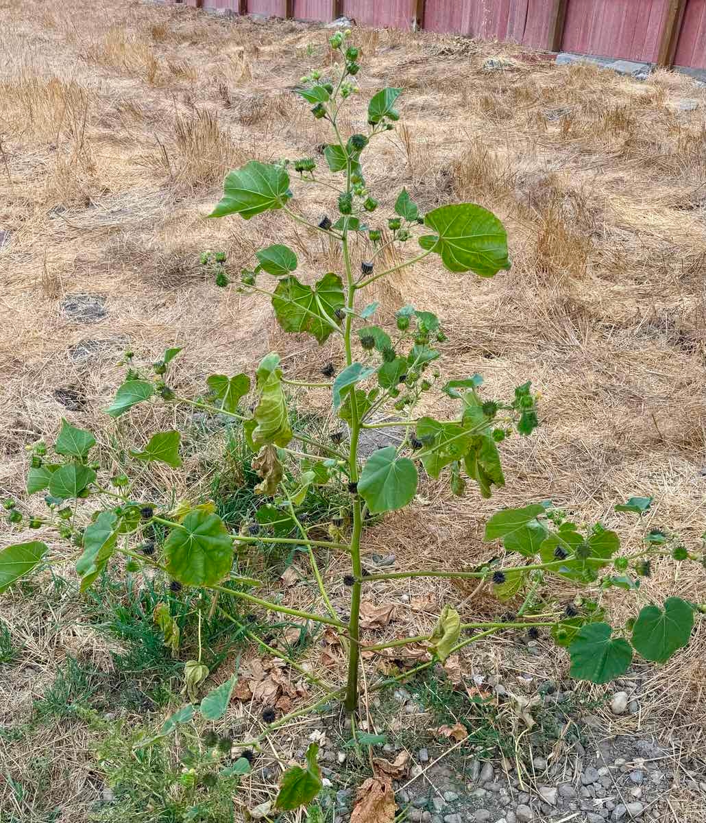 Abutilon theophrasti