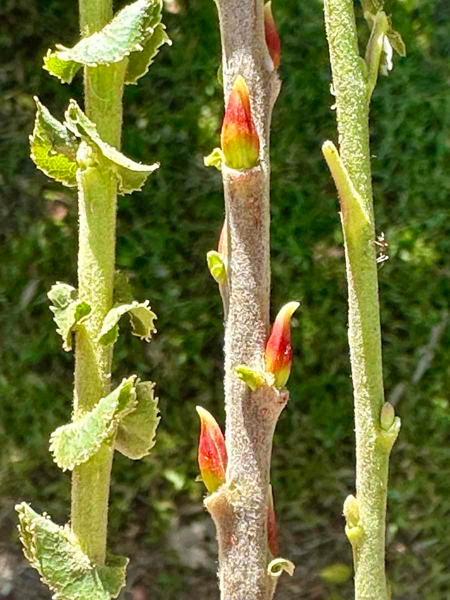 Salix laevigata