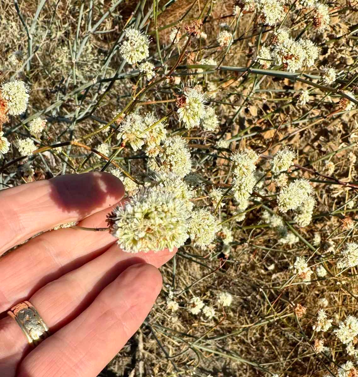 Eriogonum nudum var. psychicola