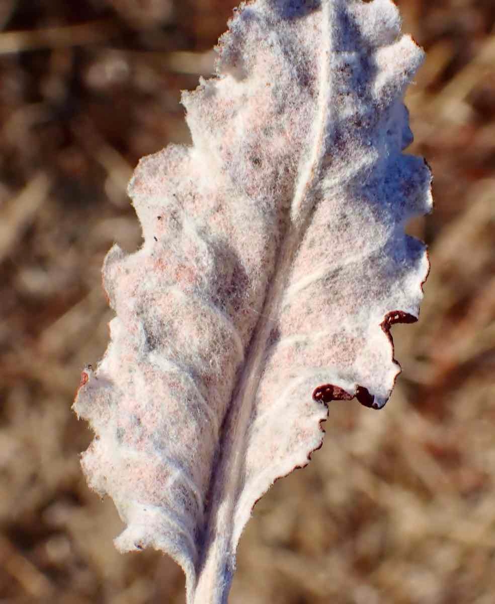 Eriogonum nudum var. psychicola