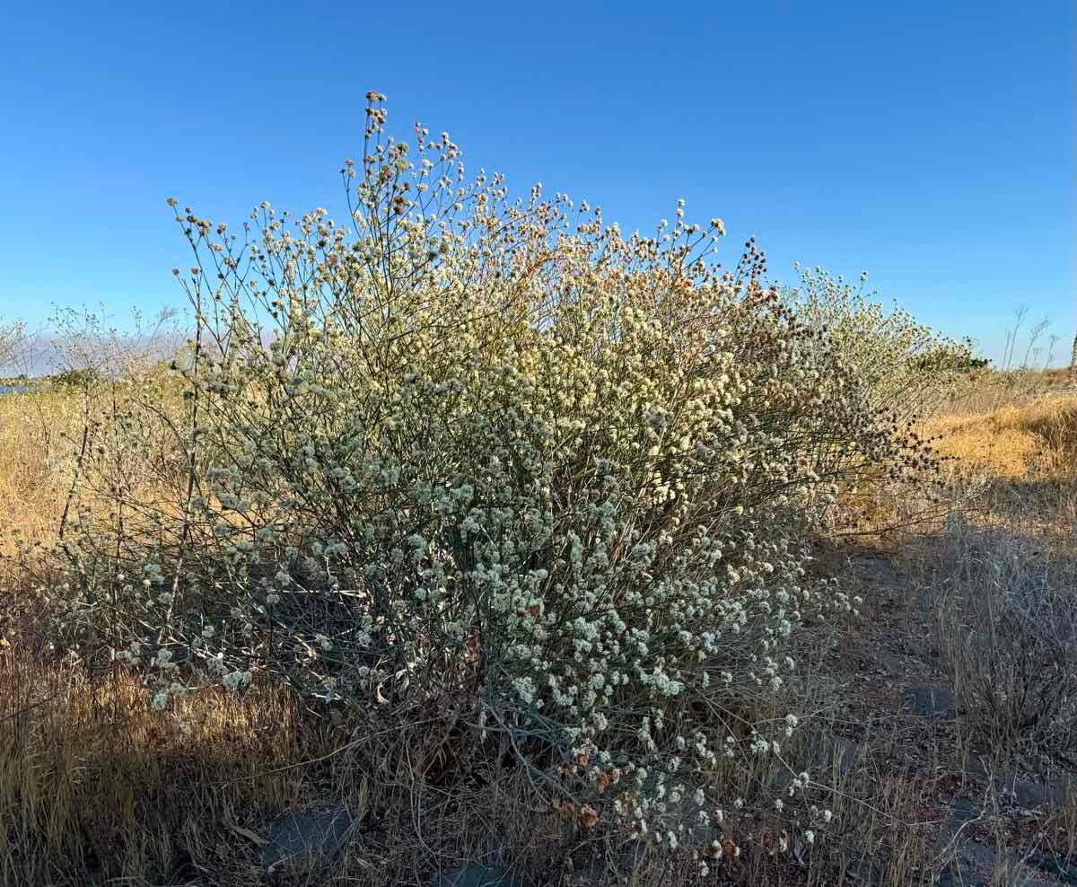 Eriogonum nudum var. psychicola