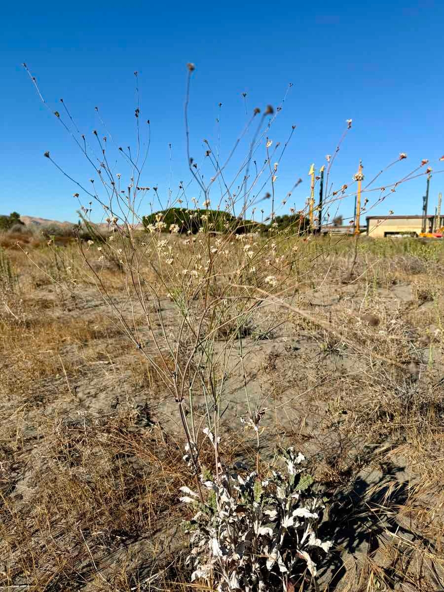 Eriogonum nudum var. psychicola