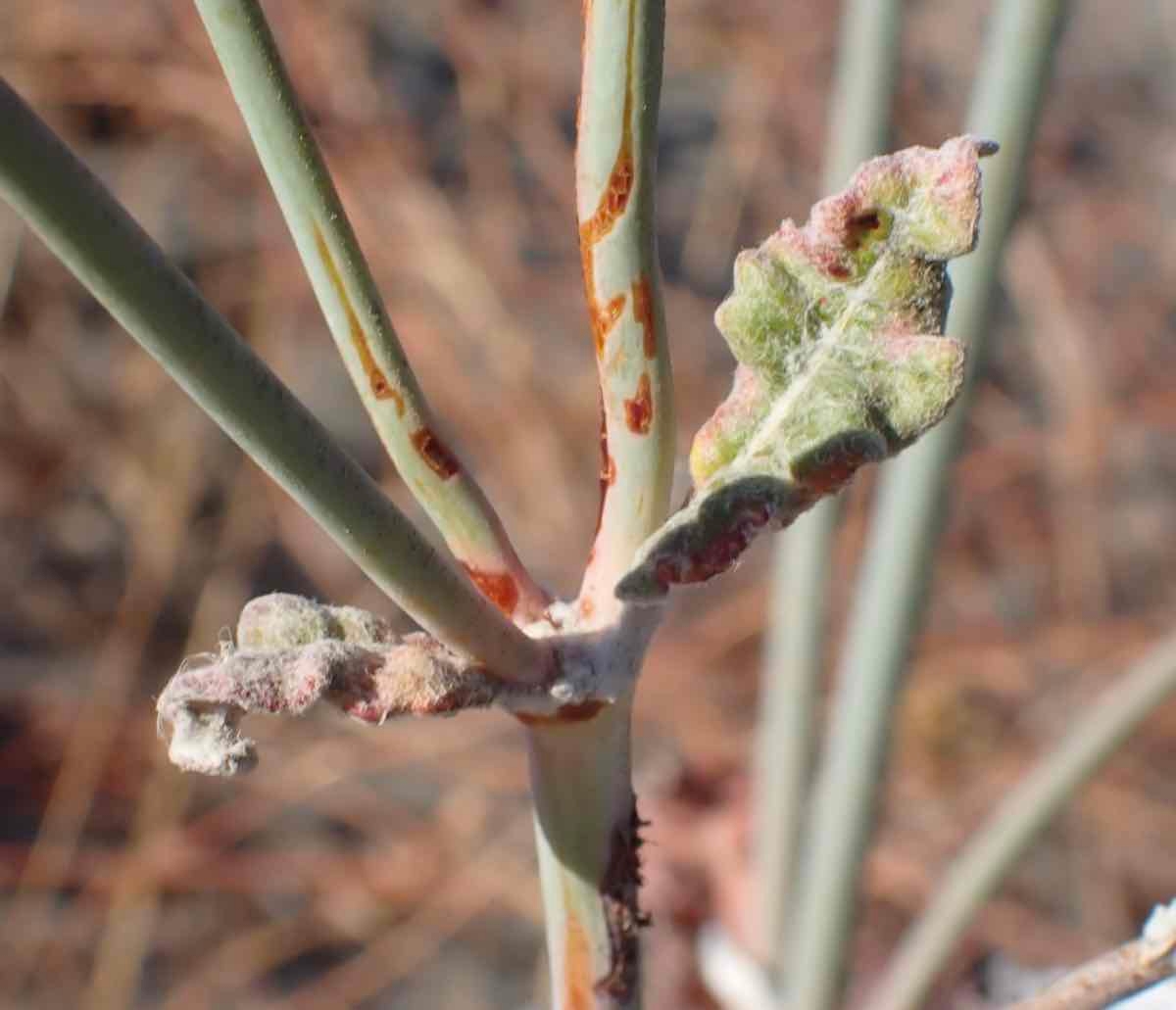 Eriogonum nudum var. psychicola