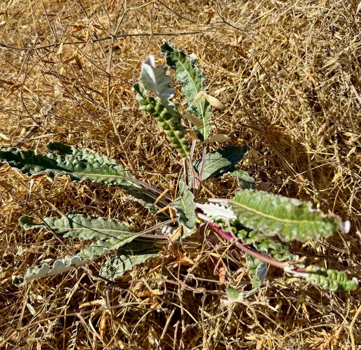 Eriogonum nudum var. psychicola