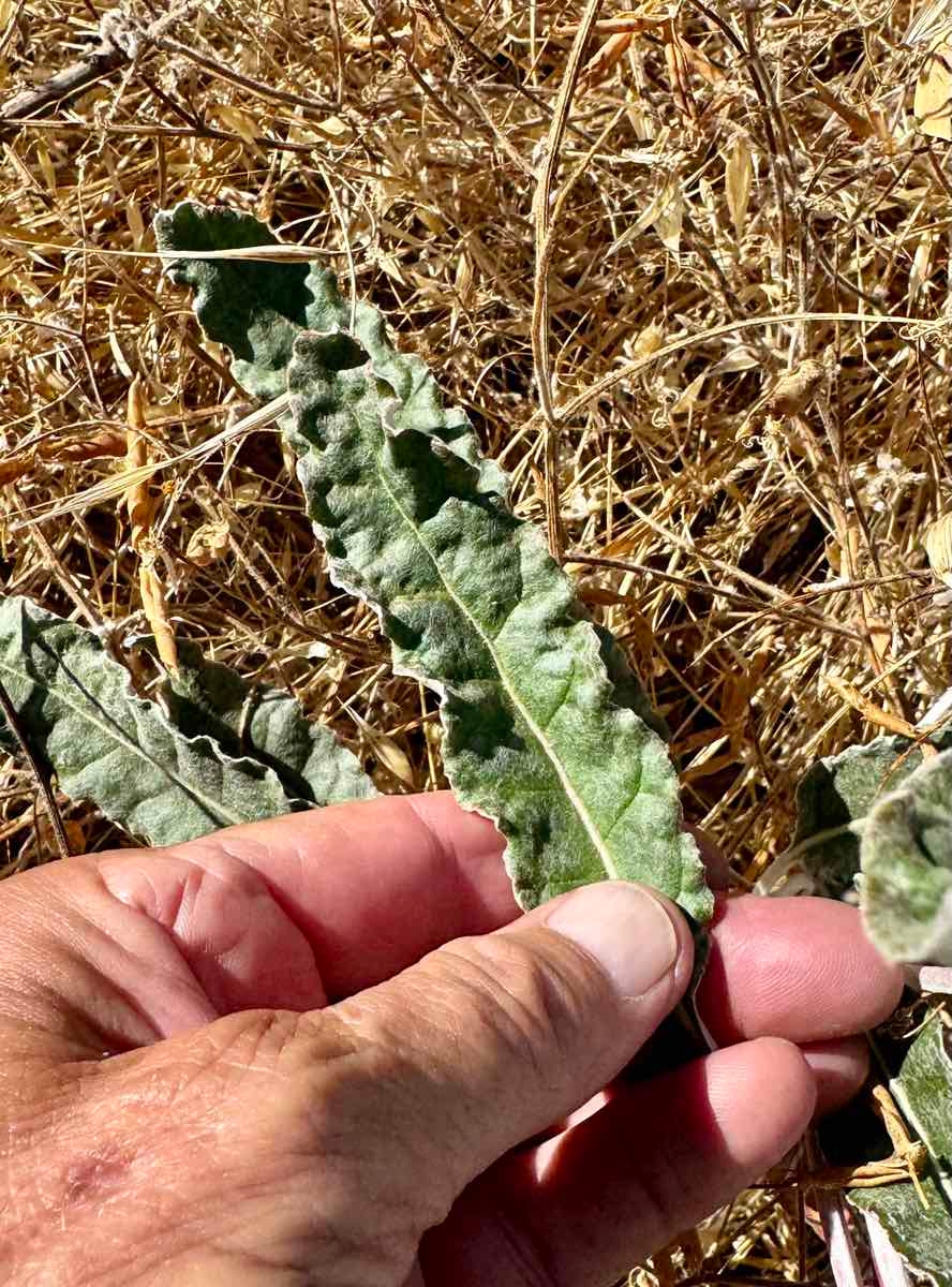 Eriogonum nudum var. psychicola