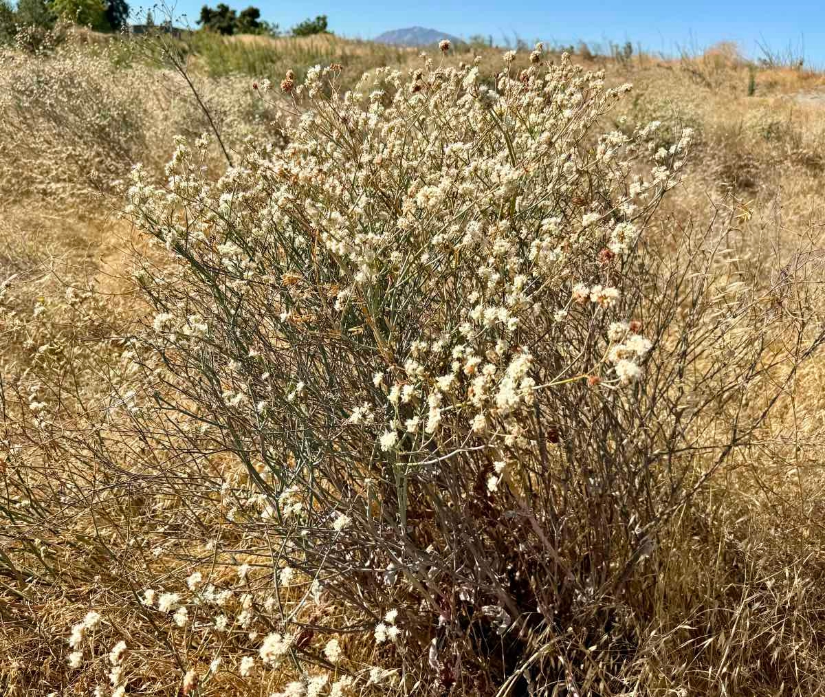 Eriogonum nudum var. psychicola