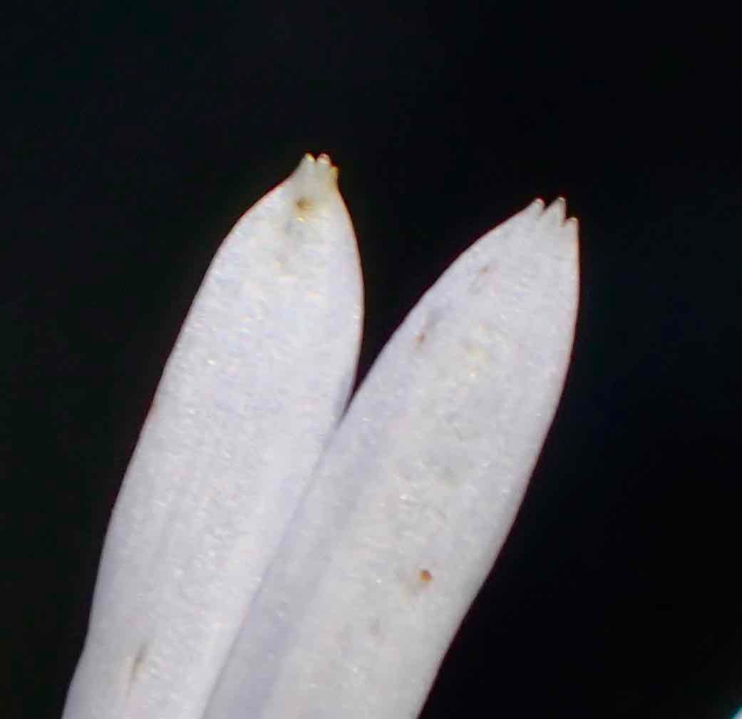 Symphyotrichum lentum