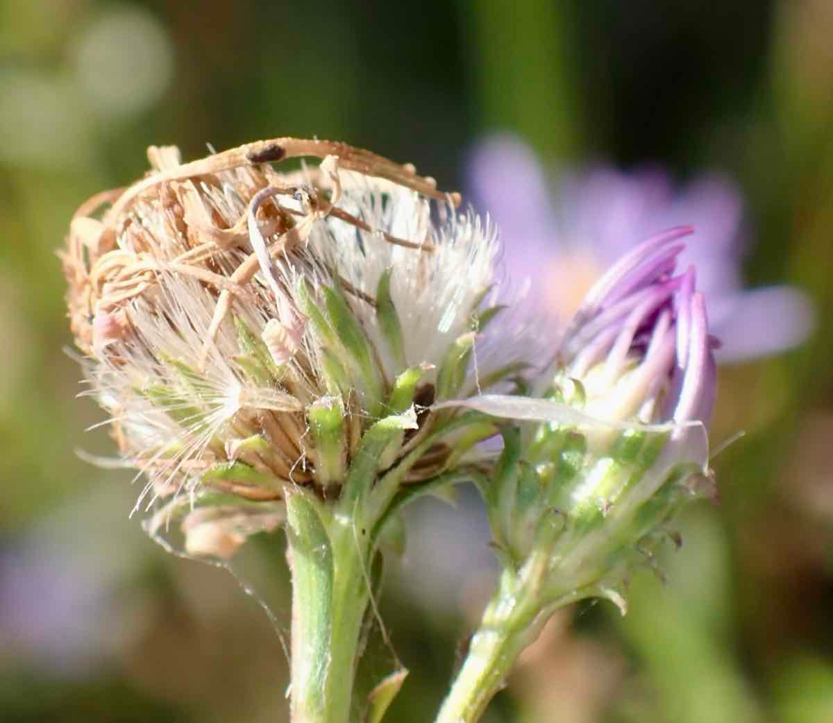 Symphyotrichum lentum