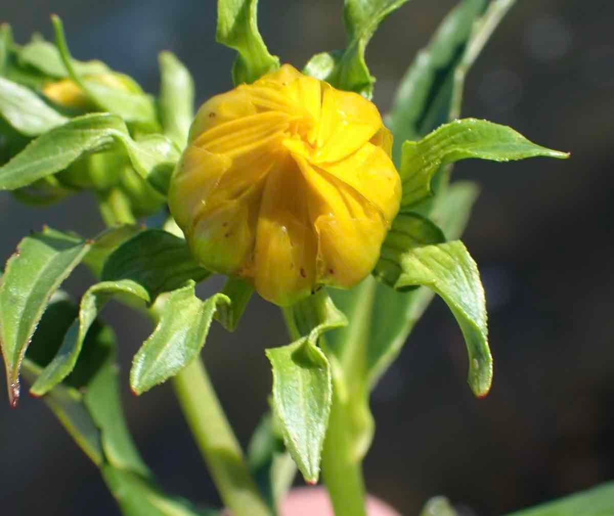 Bidens laevis