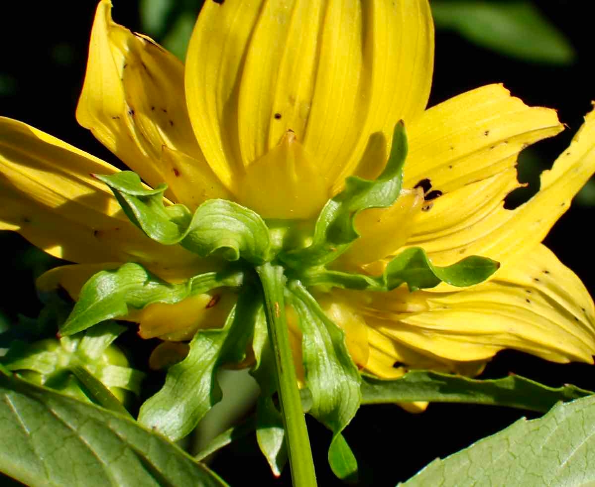 Bidens laevis